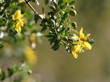 Creosote Bush