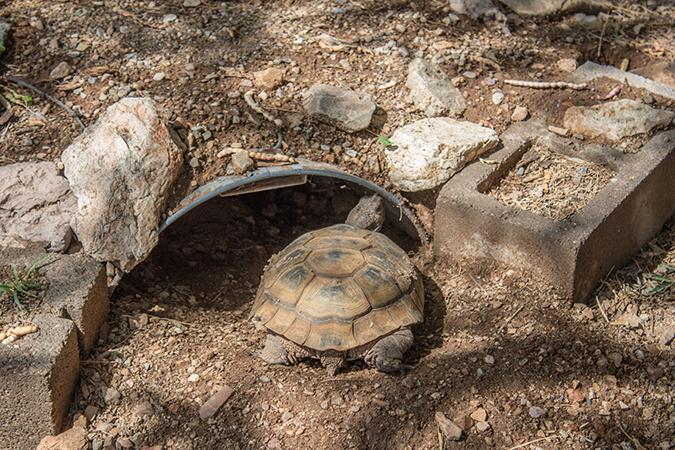 Desert Tortoise entering burrow